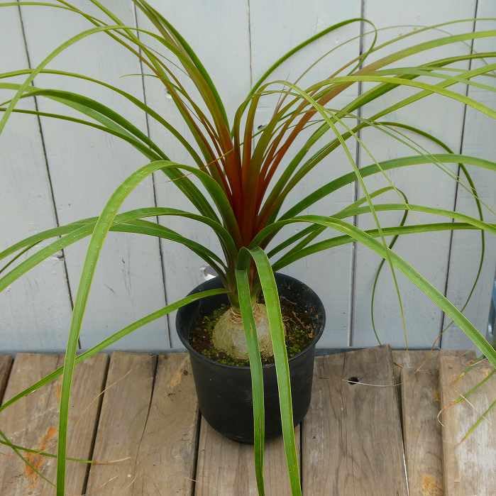 Amazon｜トックリラン ノリナ 4号 ポニーテール 観葉植物 250311｜観葉